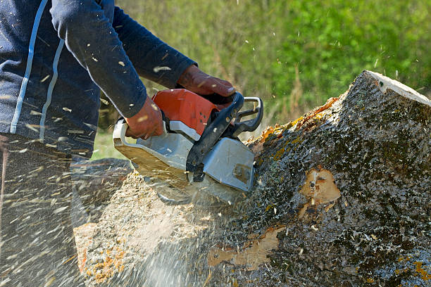 Trusted Genola, UT Tree Services Experts